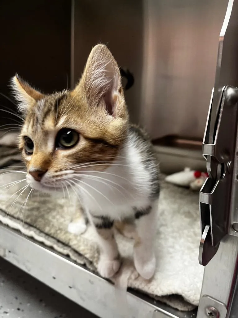 A baby medium-sized female Domestic Short Hair cat named Georgie for adoption in Logan, UT