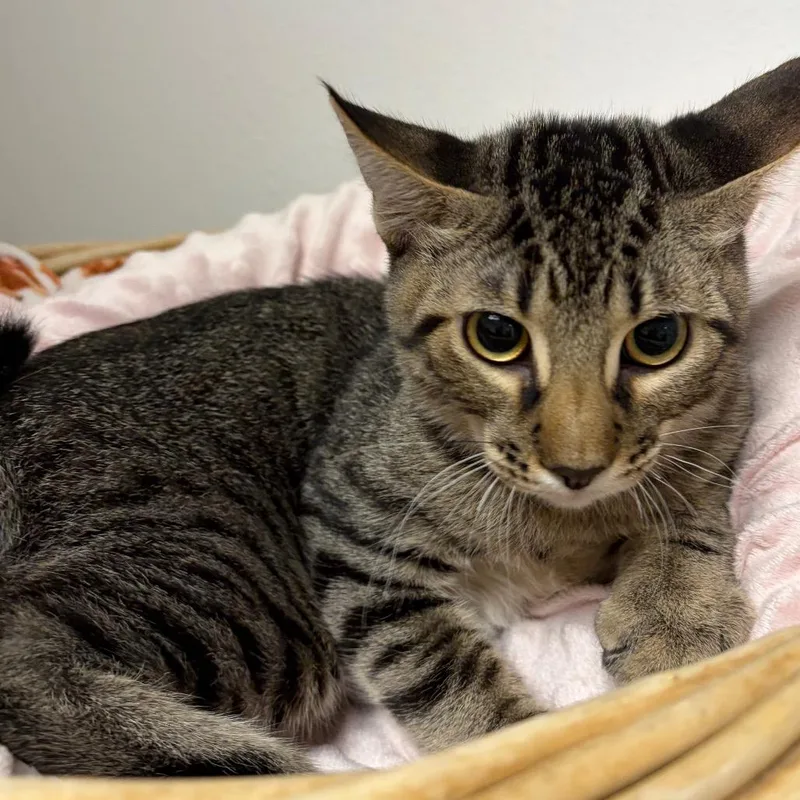 A baby medium-sized male Brown / Chocolate Domestic Short Hair cat named Oogie Boogie for adoption in Henderson, NV