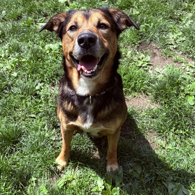An adult medium-sized male Black German Shepherd Dog dog named Boone for adoption in White Oak, PA