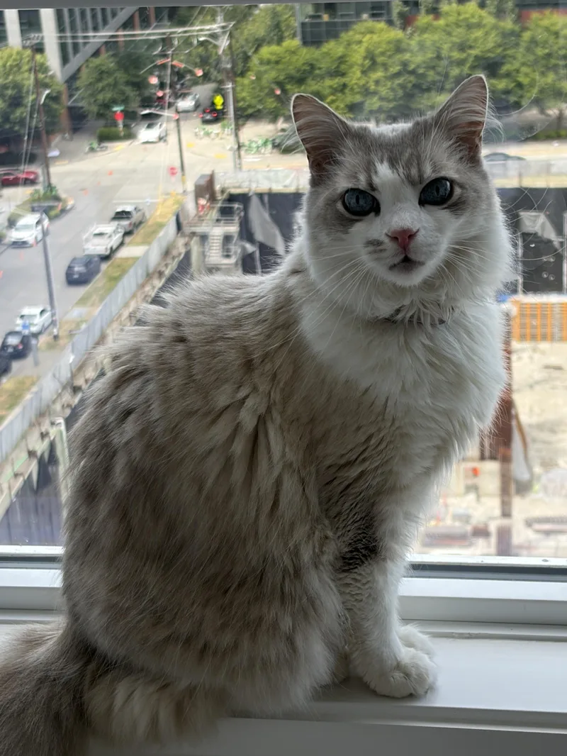 An adult large-sized male Ragdoll cat named Koki for adoption in Los Angeles, CA
