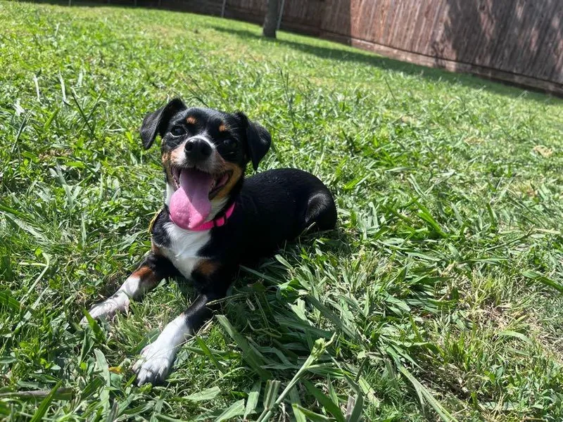 A young small-sized female Chihuahua dog named Twiggy A for adoption in Plano, TX