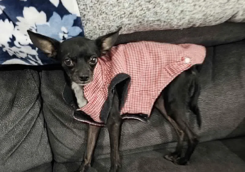 Mighty Mouse thumbnail 4