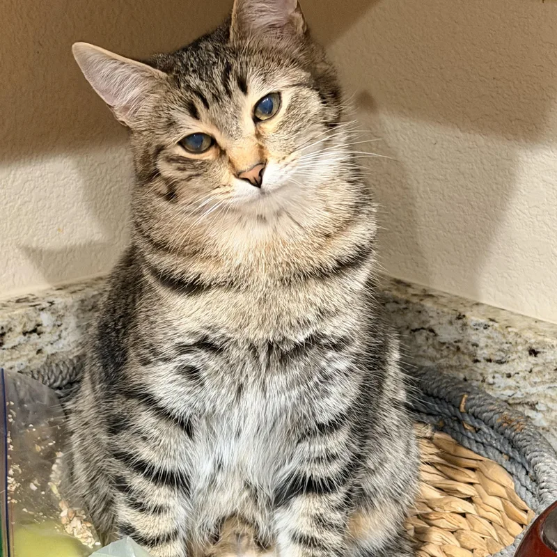A young medium-sized male Tabby (Gray / Blue / Silver) Tabby cat named Tito for adoption in Mission Viejo, CA