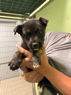 A baby medium-sized female Husky dog named Vail for adoption in Madison, NJ