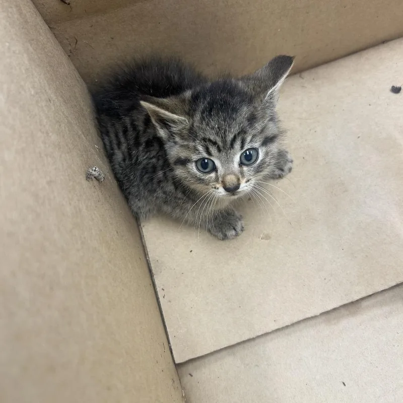 A baby small-sized male Gray / Blue / Silver Domestic Short Hair cat named Dusty for adoption in Chattanooga, TN