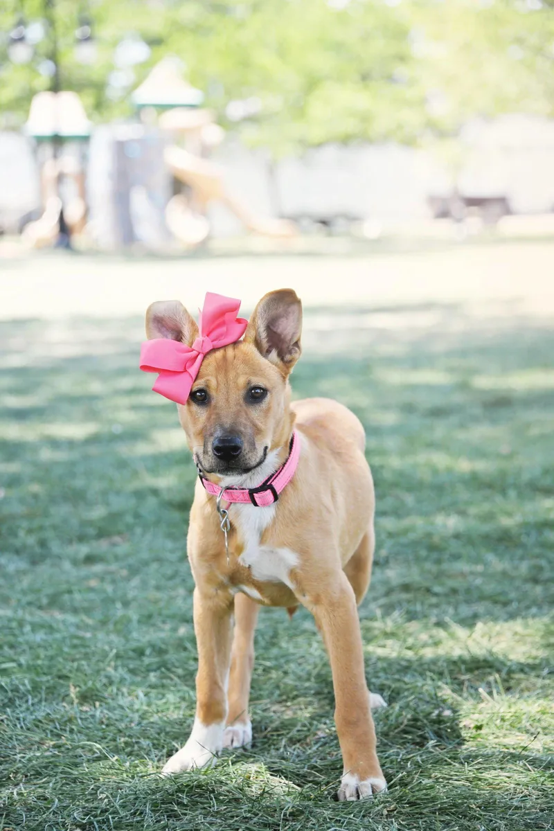 A baby large-sized female Cattle Dog dog named ALice Claire for adoption in Salt Lake City, UT