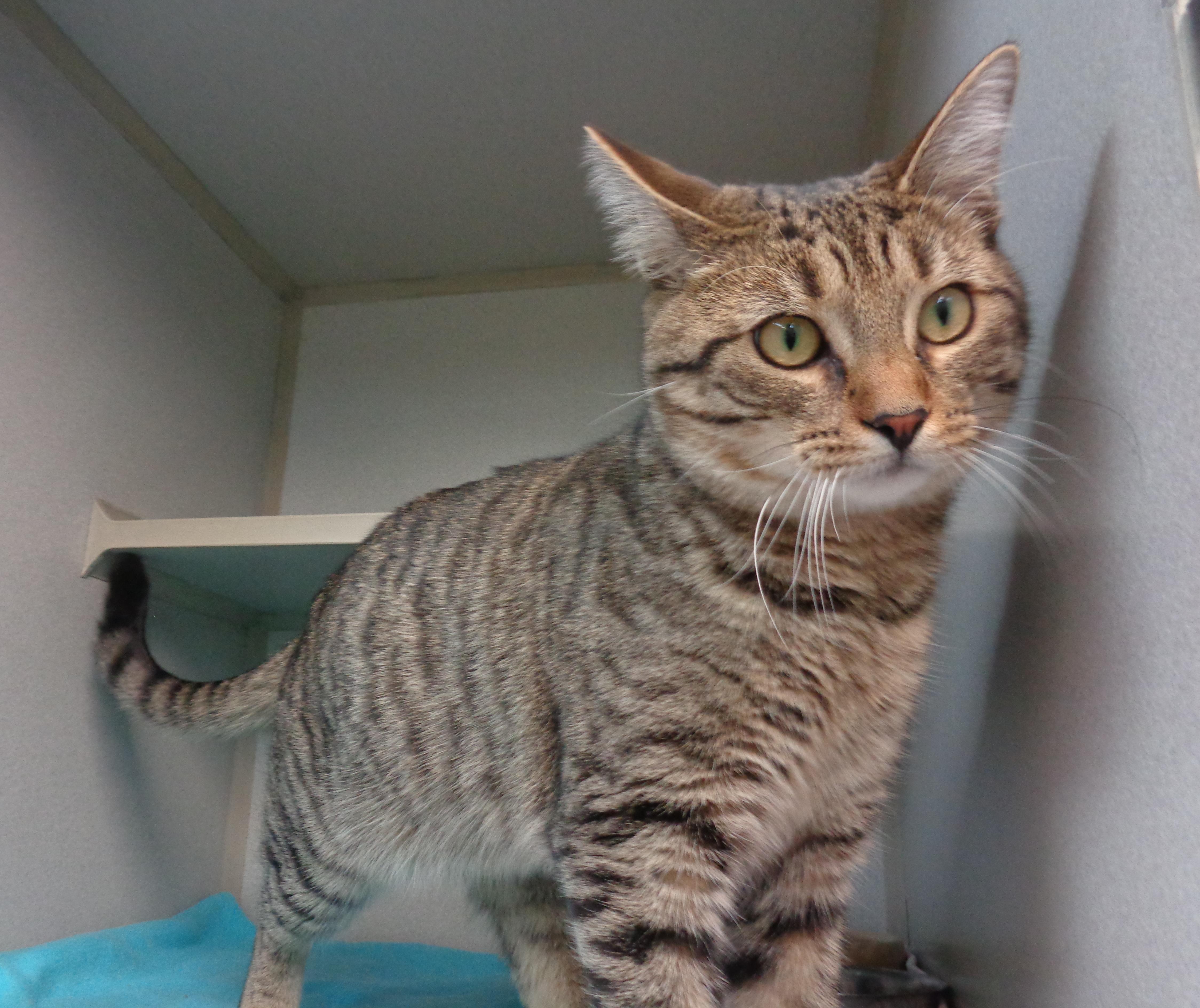 Mangrove thumbnail 2