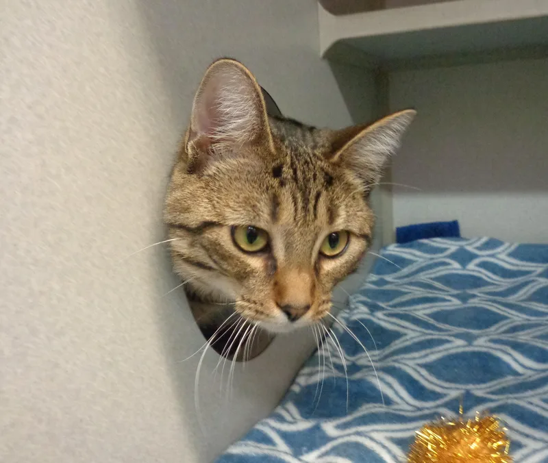 Mangrove thumbnail 3