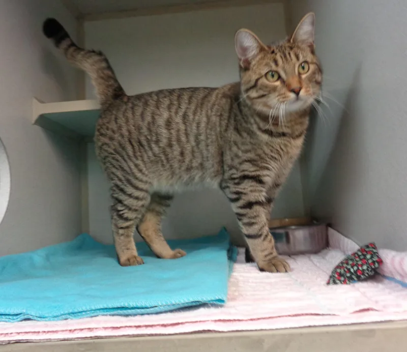 Mangrove thumbnail 4