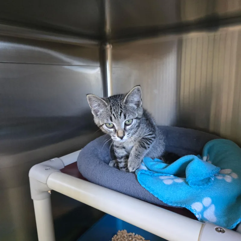 A baby medium-sized male Tabby (Brown / Chocolate) Tabby cat named Vlad for adoption in West Branch, MI