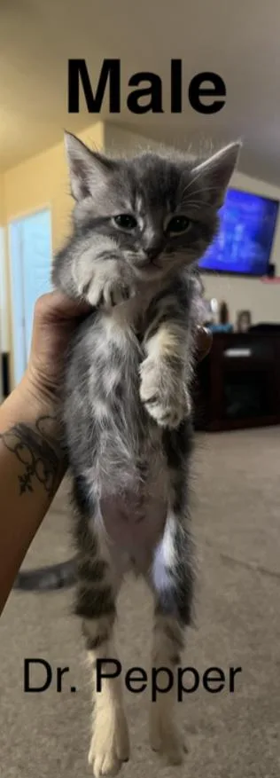 A baby small-sized male Domestic Short Hair cat named Dr. Pepper for adoption in Tracy, CA
