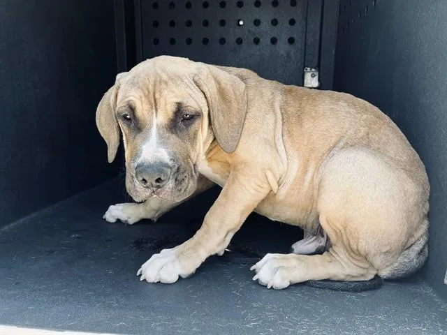A baby small-sized male Boerboel dog named A for adoption in Baldwin Park, CA