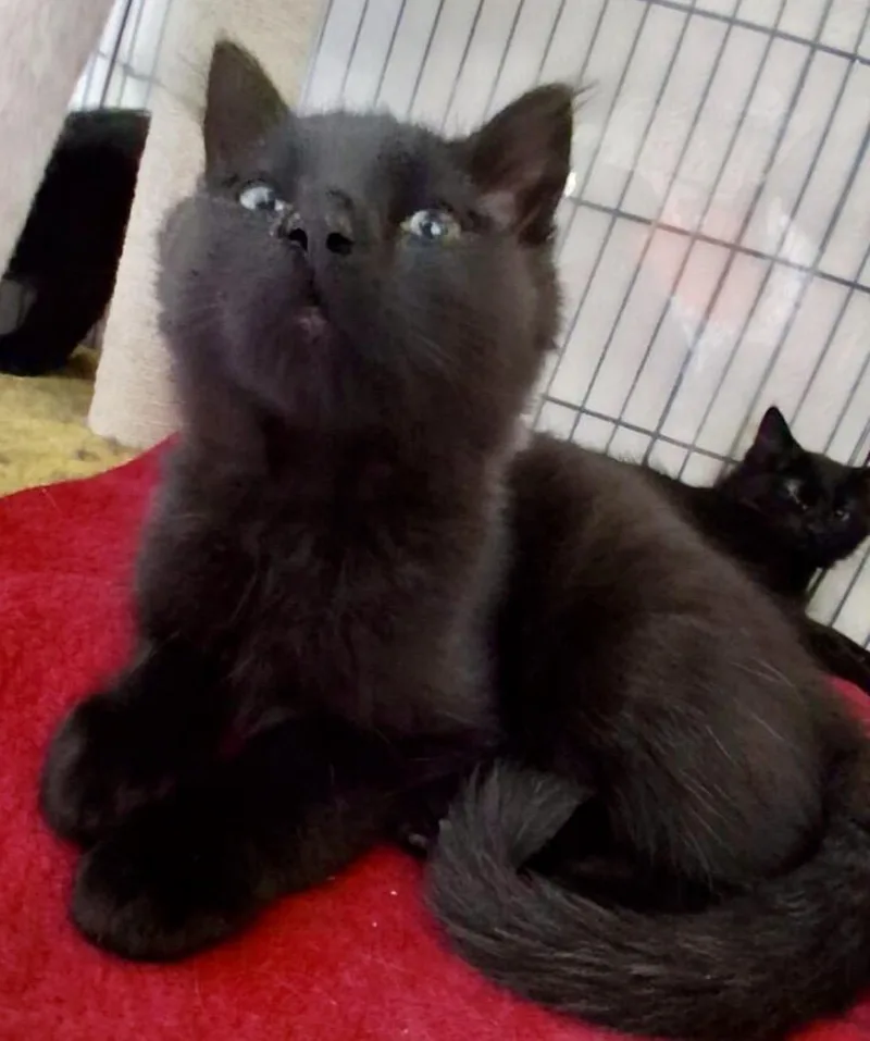 A baby small-sized male Domestic Medium Hair cat named Campbell for adoption in Wasilla, AK