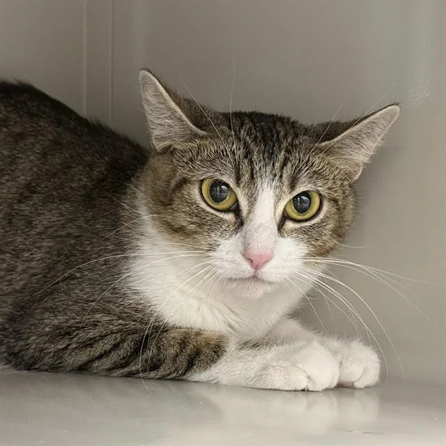 An adult large-sized female Domestic Short Hair cat named Pearl for adoption in Las Vegas, NV