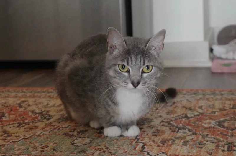 A young medium-sized female Gray & White American Shorthair cat named Dani for adoption in Wilmington, NC