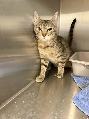 An adult medium-sized female Domestic Short Hair cat named Zinnia for adoption in Lafayette, IN