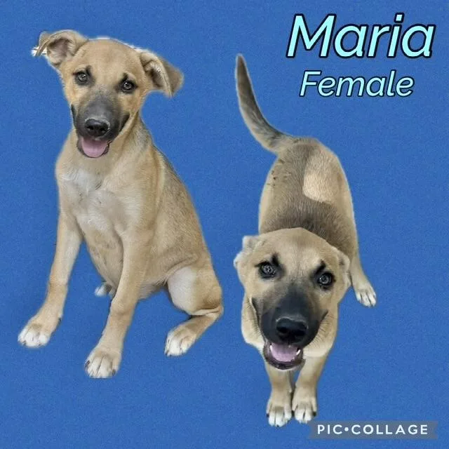 A baby medium-sized female Belgian Shepherd / Malinois dog named Maria for adoption in Manchester, CT