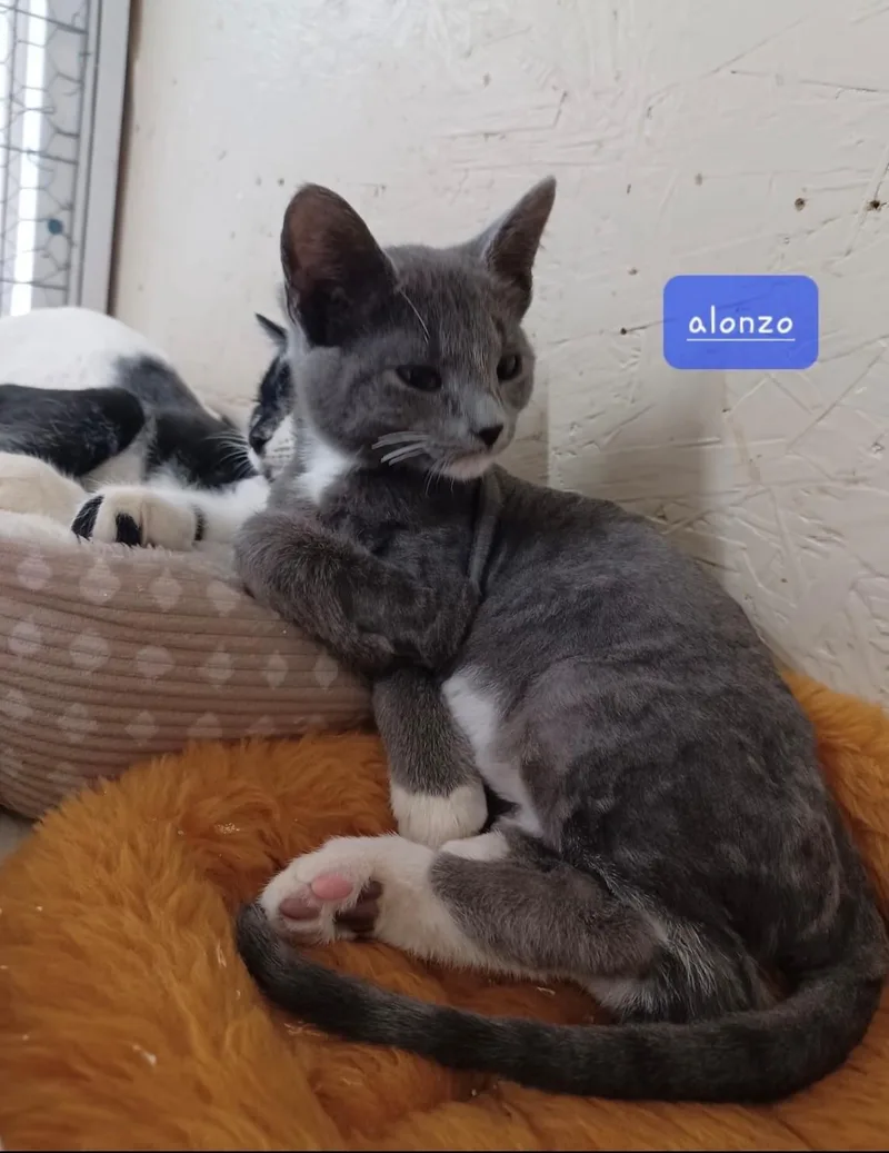 A baby medium-sized male Gray & White Domestic Short Hair cat named Alonzo for adoption in Walworth, WI