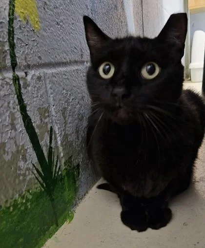 A senior medium-sized female Domestic Short Hair cat named Daliah for adoption in Conway, SC