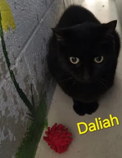 Daliah thumbnail 2