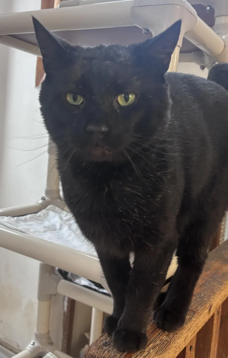 An adult medium-sized male Domestic Short Hair cat named Phinneas for adoption in Beacon, NY