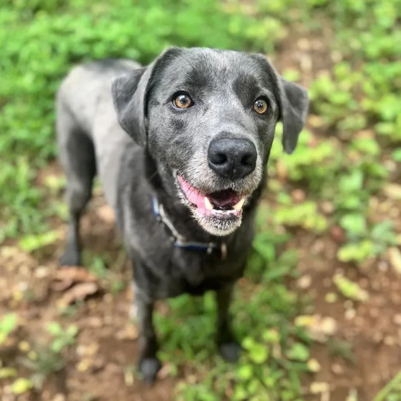 An adult medium-sized male Gray / Blue / Silver Weimaraner dog named Lucky for adoption in Brownsboro, AL