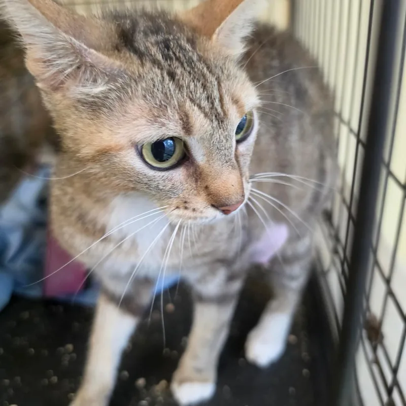 An adult medium-sized female Torbie American Shorthair cat named Layla for adoption in Melrose, FL