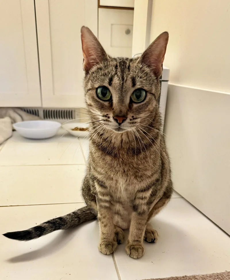A young small-sized female Abyssinian cat named Kiki for adoption in Walnut Creek, CA