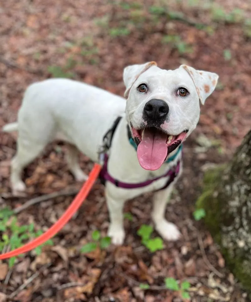 An adult large-sized female American Bulldog dog named Zassy for adoption in Ellijay, GA