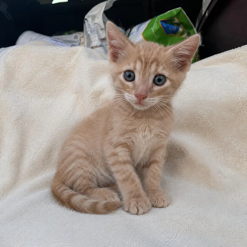 A baby small-sized male Cream / Ivory Domestic Short Hair cat named Ollie for adoption in Tucson, AZ