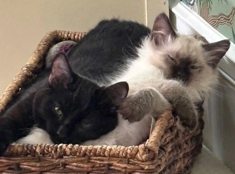 A baby medium-sized male Black Siamese cat named Bear And Bailey for adoption in Shawnee, KS