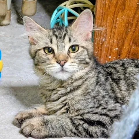 Darla