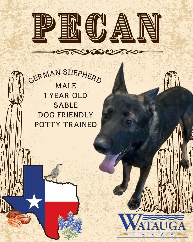 An adult large-sized male Black German Shepherd Dog dog named Pecan for adoption in Watauga, TX