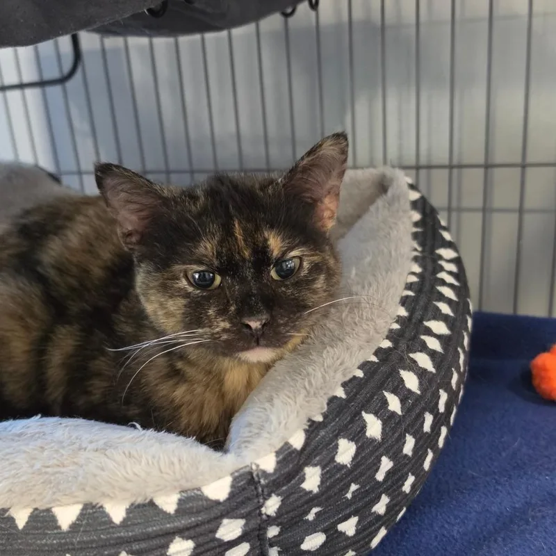 A young small-sized female Tortoiseshell Domestic Short Hair cat named Painted Lady for adoption in Muncie, IN
