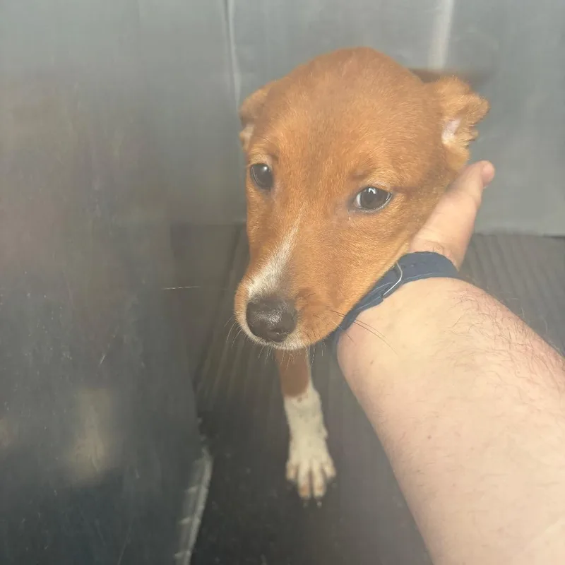 A baby small-sized female Brown / Chocolate Mixed Breed dog named Milli for adoption in St Joseph, MO