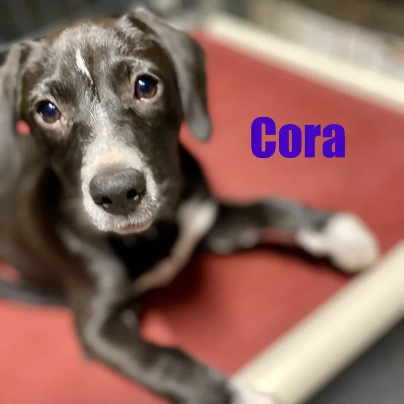 A baby medium-sized female Black Labrador Retriever dog named Cora Psychic  a for adoption in Andover, MA