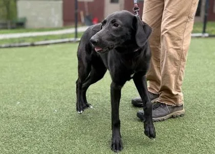 An adult medium-sized female Mixed Breed dog named Freyja FKA Latto for adoption in West Chester, PA