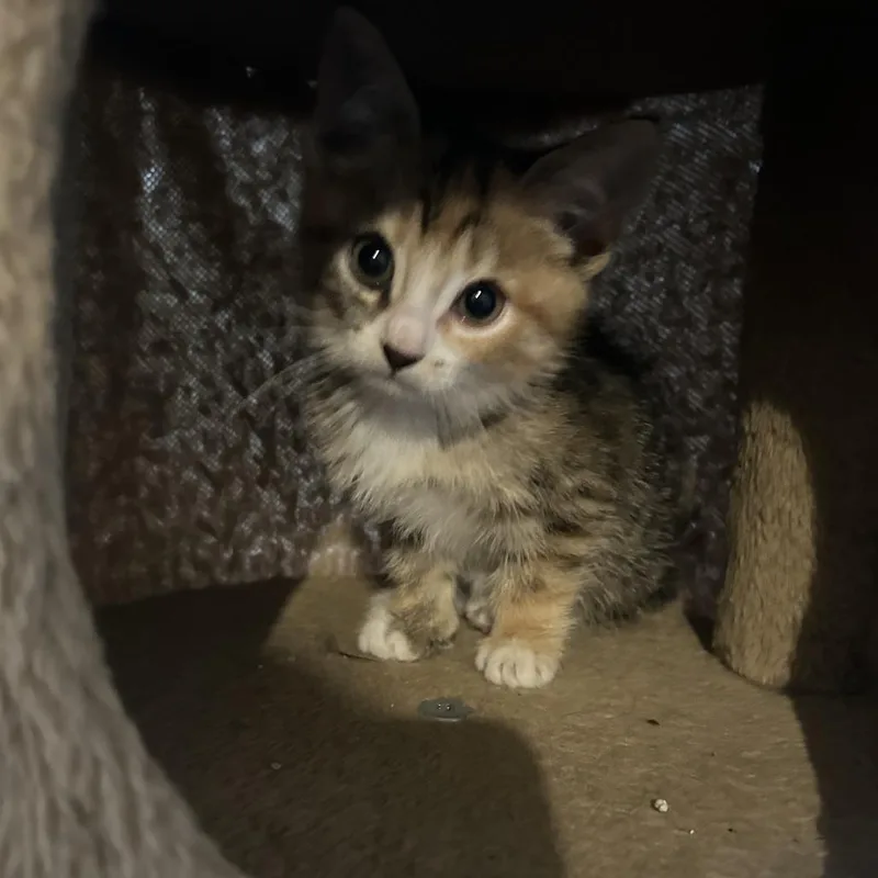 A baby small-sized female Calico Domestic Short Hair cat named Gimlet for adoption in Evanston, IL