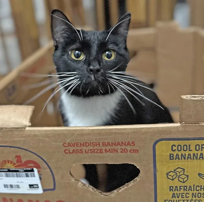 A young medium-sized female Black & White / Tuxedo Tuxedo cat named Moira for adoption in Chicago, IL