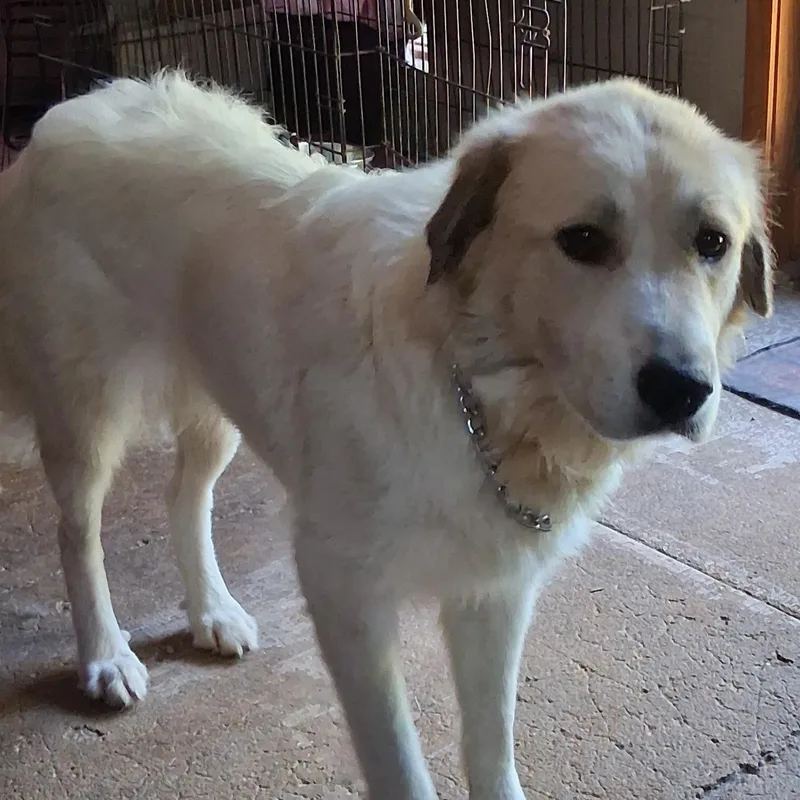 A young large-sized female White / Cream Great Pyrenees dog named Daisy for adoption in North Jackson, OH