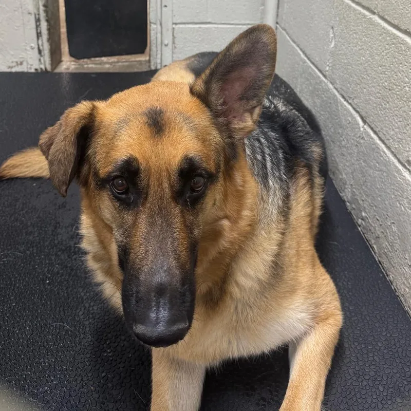A senior large-sized female Yellow / Tan / Blond / Fawn German Shepherd Dog dog named Sage for adoption in Madisonville, KY