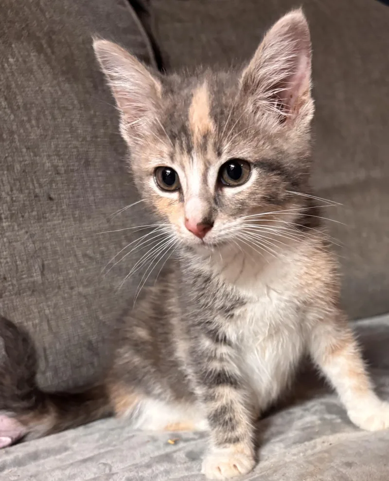A baby medium-sized female Dilute Tortoiseshell Domestic Short Hair cat named Lizzie for adoption in Woodlawn, TN