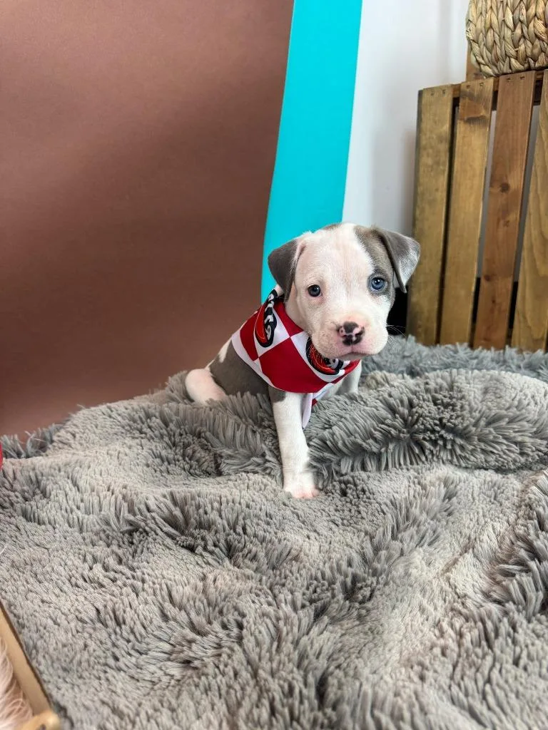 A baby medium-sized female Pit Bull Terrier dog named Pawzookie for adoption in Phoenix, AZ