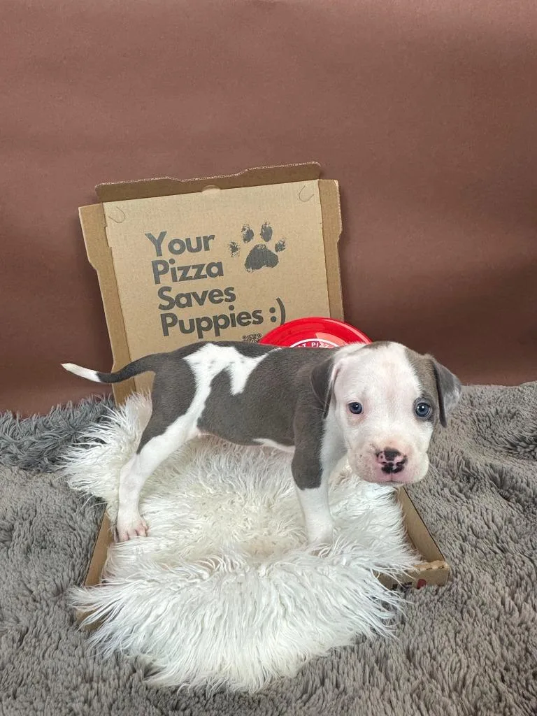 Pawzookie thumbnail 2