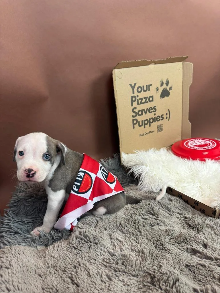 Pawzookie thumbnail 3