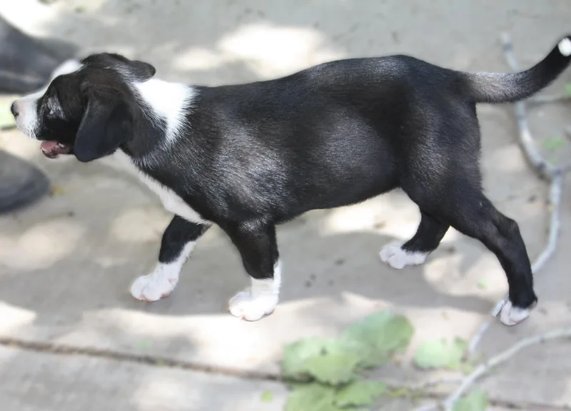 A baby medium-sized female Australian Shepherd dog named Lainey for adoption in Albuquerque, NM
