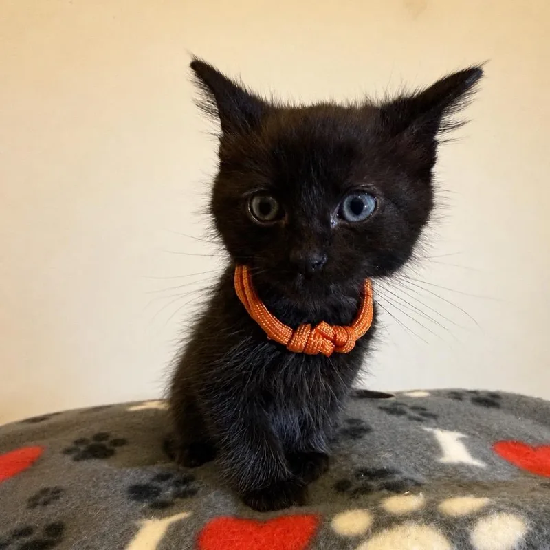 A baby small-sized male Black Domestic Short Hair cat named Bert for adoption in Ashland, VA