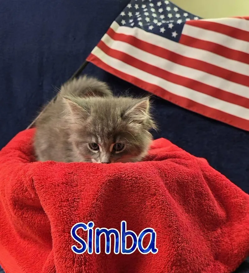 A baby small-sized male Domestic Medium Hair cat named Simba for adoption in Port Clinton, OH