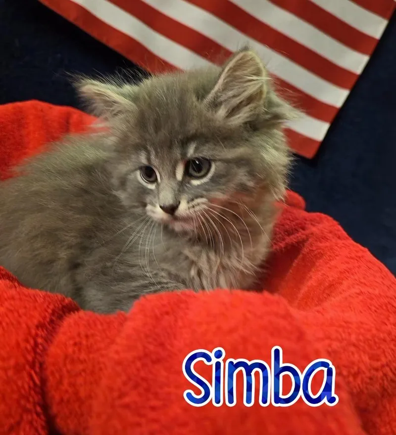 Simba thumbnail 2