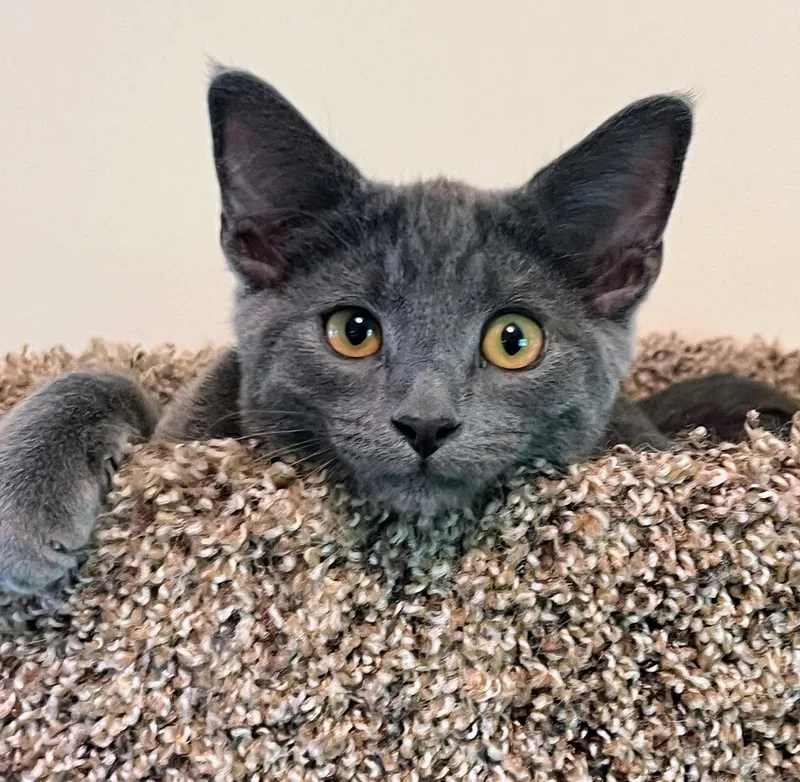 A baby medium-sized male Gray / Blue / Silver Domestic Short Hair cat named Oliver for adoption in Reston, VA